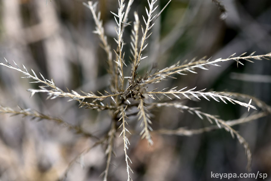 Chloris sp (C. verticillata?), windmill grass.