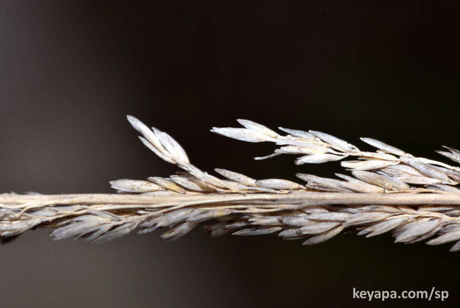 Muhlenbergia lindheimeri.