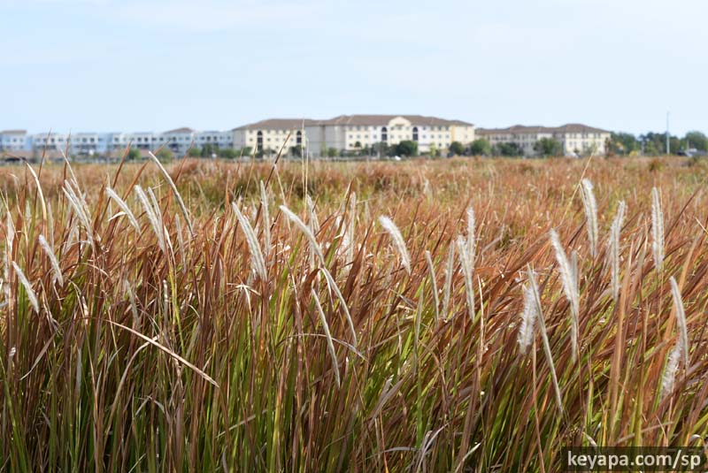 An Unlucky Parking Lot, Clonal Lineages, and Self-Incompatibility in Imperata cylindrica (Cogongrass)