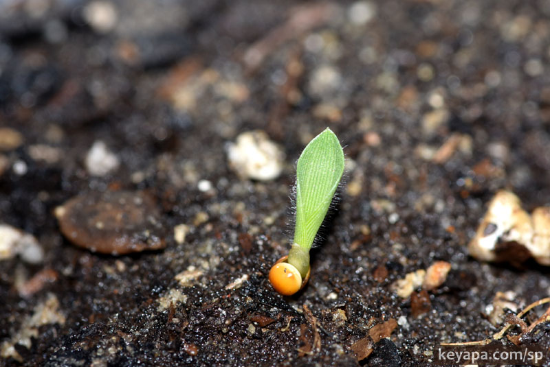 Growing Ornamental Grasses from Seed