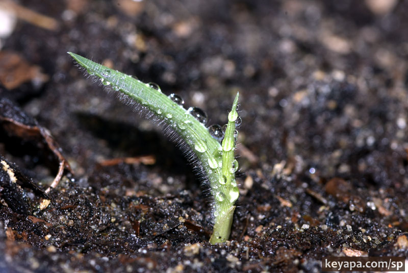 Setaria italica seedling. 7 days after planting, 2 days after germination.
