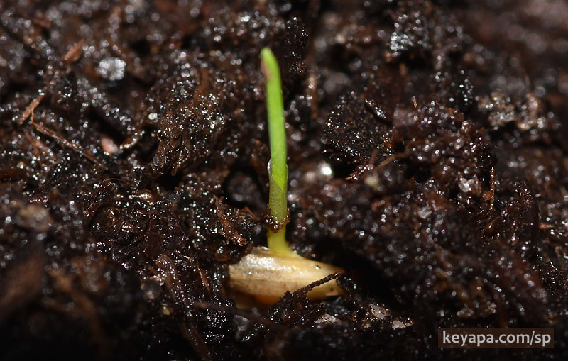 Festuca glauca seedling. 7 days after planting, 1 day after germination.