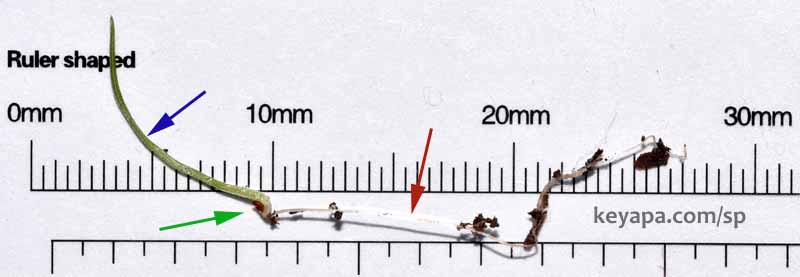 Eragrostis spectabilis seedling. Green is the 1 mm seed, blue is the shoot, and red is the root. 8 days after planting, 3 days after germination.