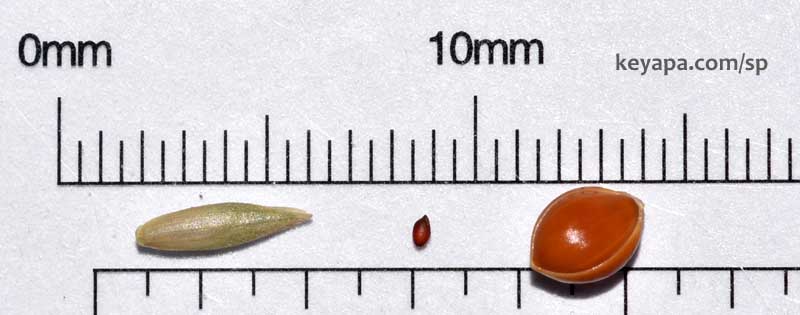 Eragrostis spectabilis seed in center, flanked by Festuca glauca and Setaria italica.