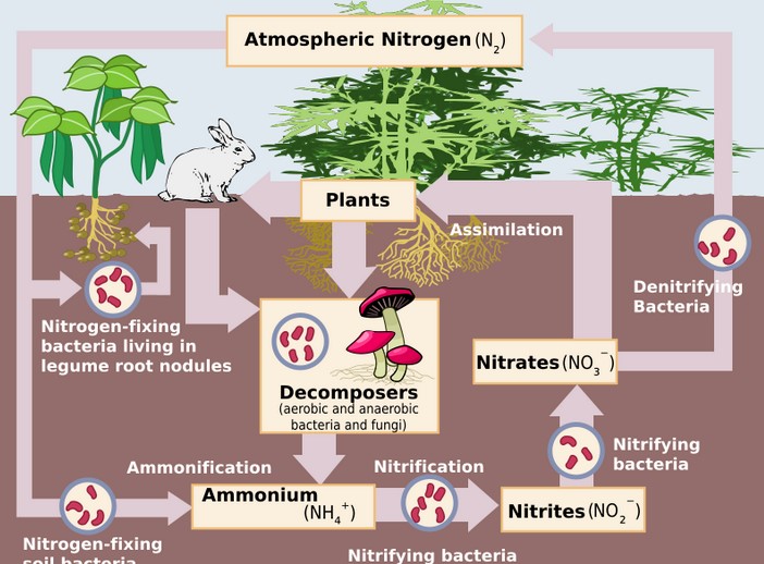 The Nitrogen Cycle.