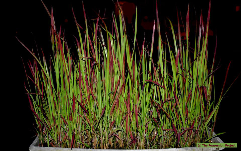 Ornamental form of Imperata cylindrica (cogon grass), showing reddish tinged leaves.