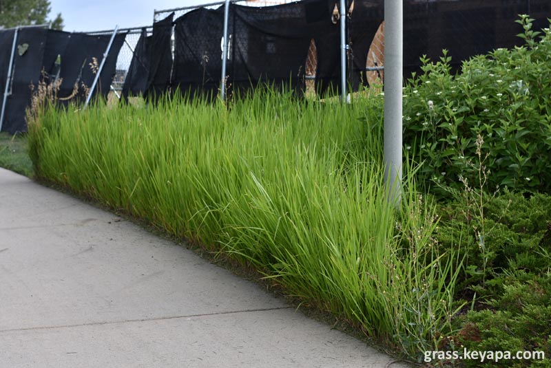 Cogon Grass in Colorado: Proof that Winter-Hardy and Aggressive Reversions are Possible