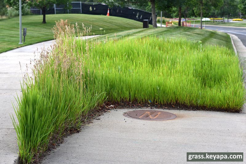 Imperata cylindrica vs Bromus inermis in Colorado.