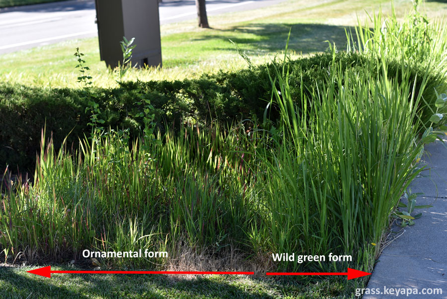 Wild type Imperata cylindrica (Cogon grass) next to the ornamental form.