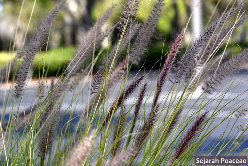 Cenchrus setaceus (Pennisetum setaceum) in flower.