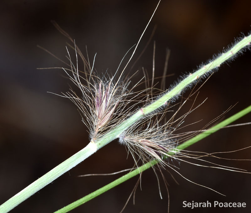 Spikelets of Cenchrus setaceus (Pennisetum setaceum).