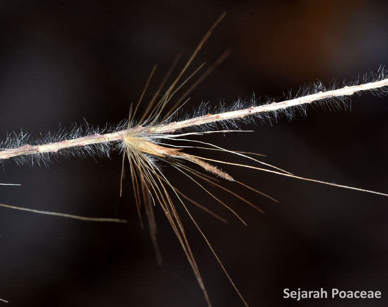 Spikelet of Cenchrus setaceus (Pennisetum setaceum).