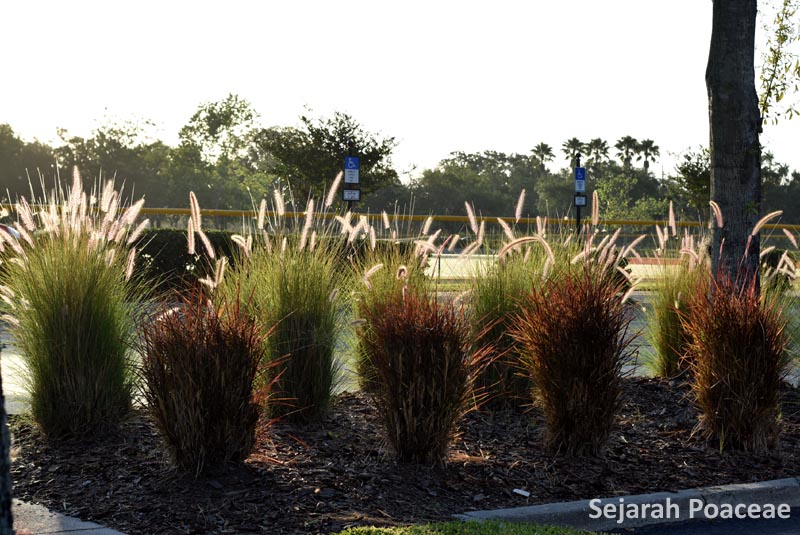 Cenchrus setaceus (Pennisetum setaceum) in flower.