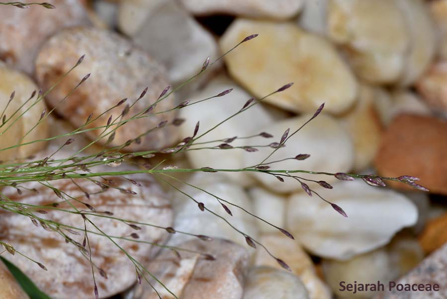 Eragrostis spectabilis inflorescence with spikelets.