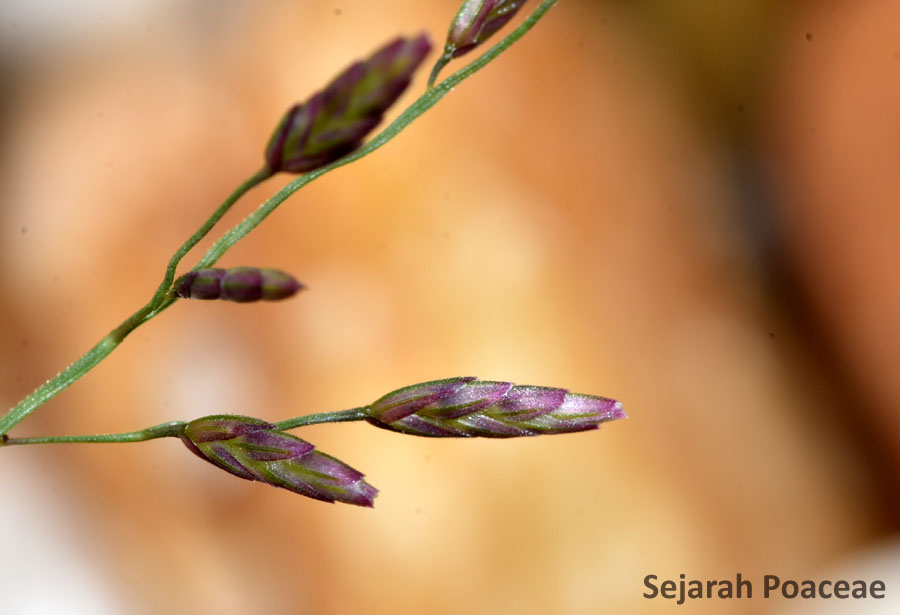 Eragrostis spectabilis: They Grow Up So Fast