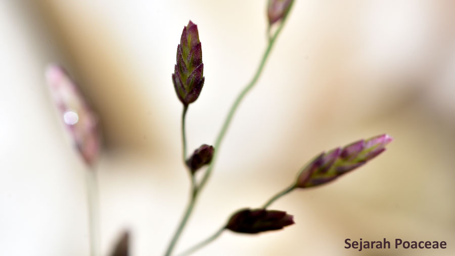 Eragrostis spectabilis spikelets.