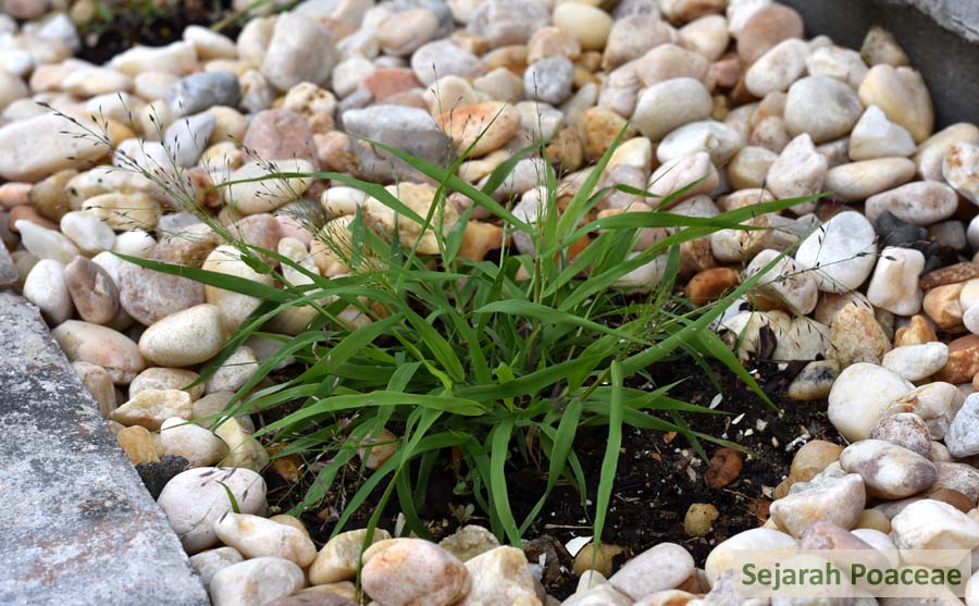 Eragrostis spectabilis, approximately 5 weeks after germination.