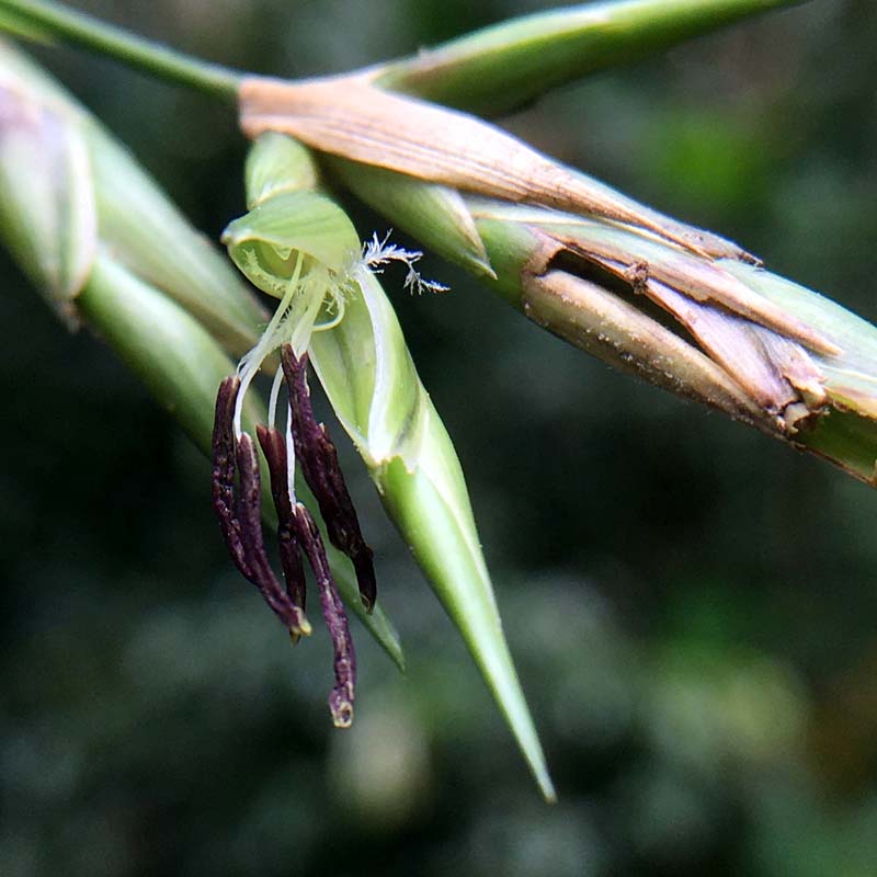 Flowering bamboo (Guadua trinii).