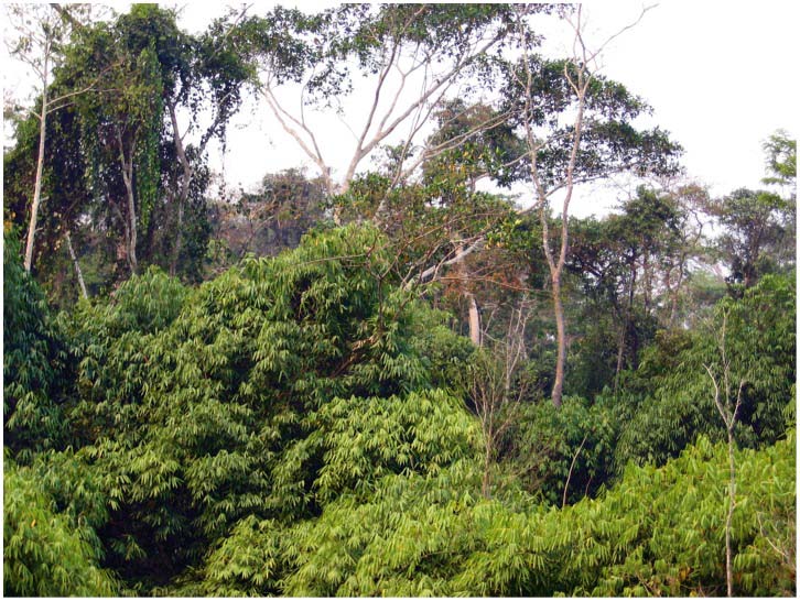 Sixteen year-old cohort of climbing bamboo (foreground) forms a dense carpet weighing heavily on mid-canopy trees.