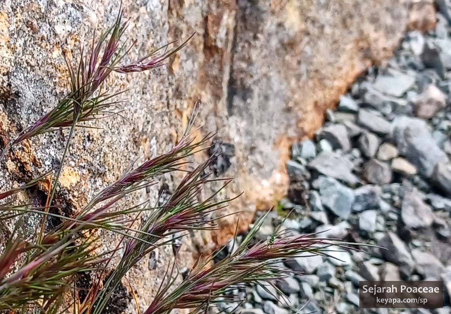 Festuca vivipara in Sukkertoppen, Alesund, Norway.