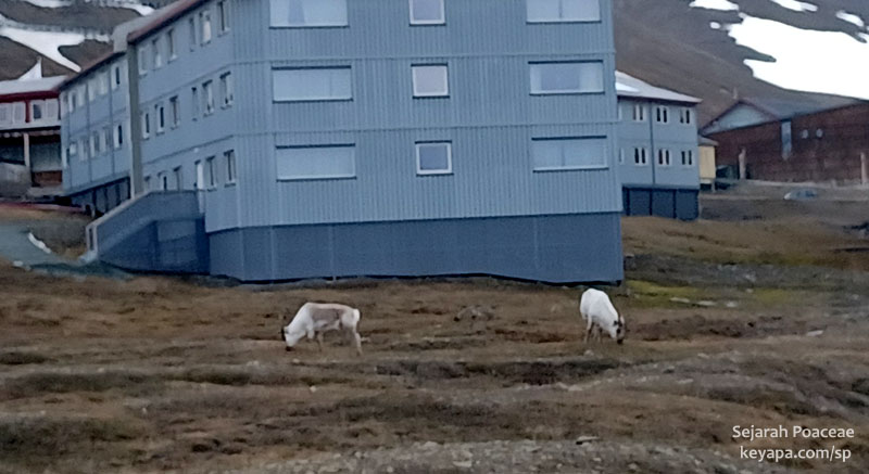 Reindeer in Longyearbyen.