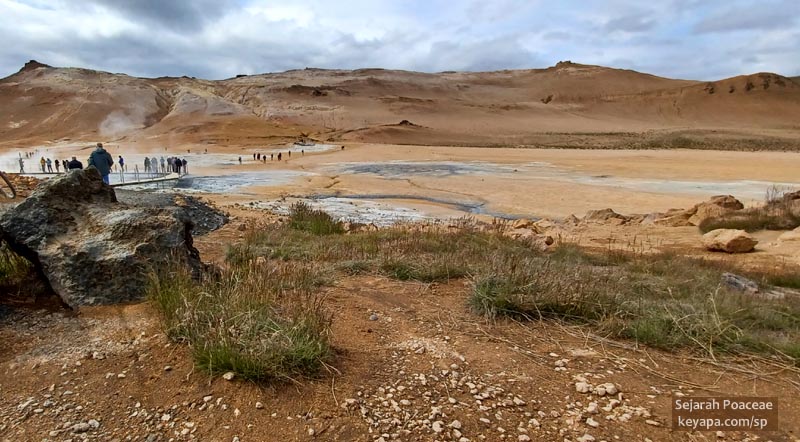 Festuca rubra clusters with bubbling mud pools in Hverir.