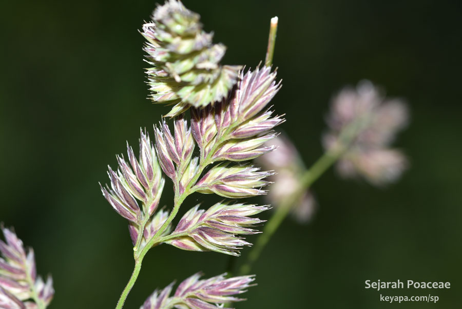Dactylis glomerata in Copenhagen.
