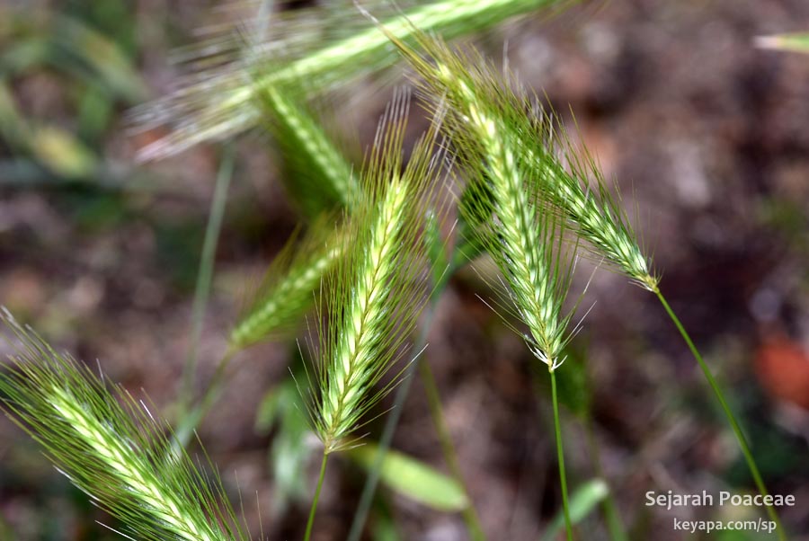Hordeum murinum in Copenhagen.