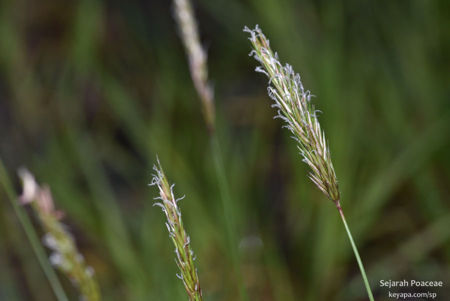 Anthoxanthum odoratum in Maloy, Norway.