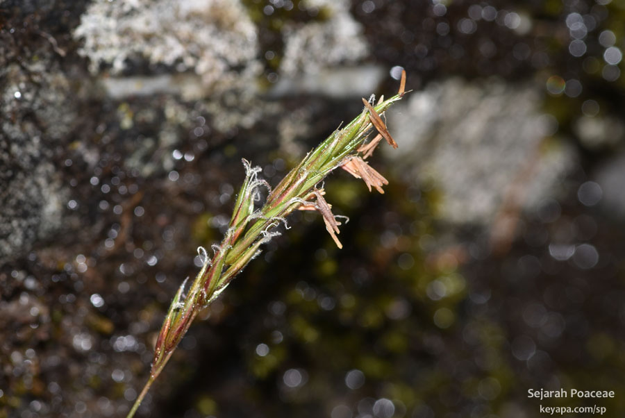 Anthoxanthum odoratum in Maloy, Norway.