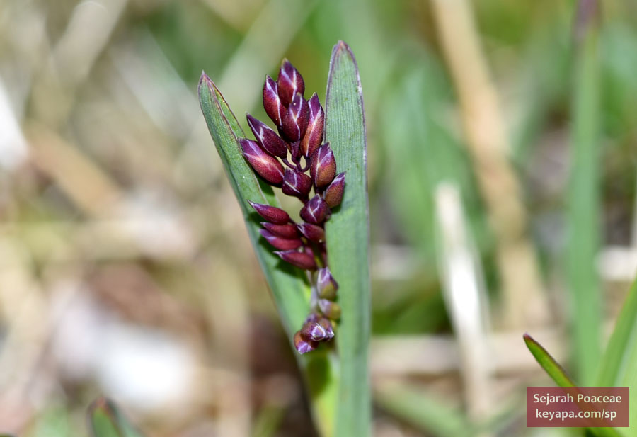Possibly Poa sp in the grassy islands of Nordkapp (North Cape).