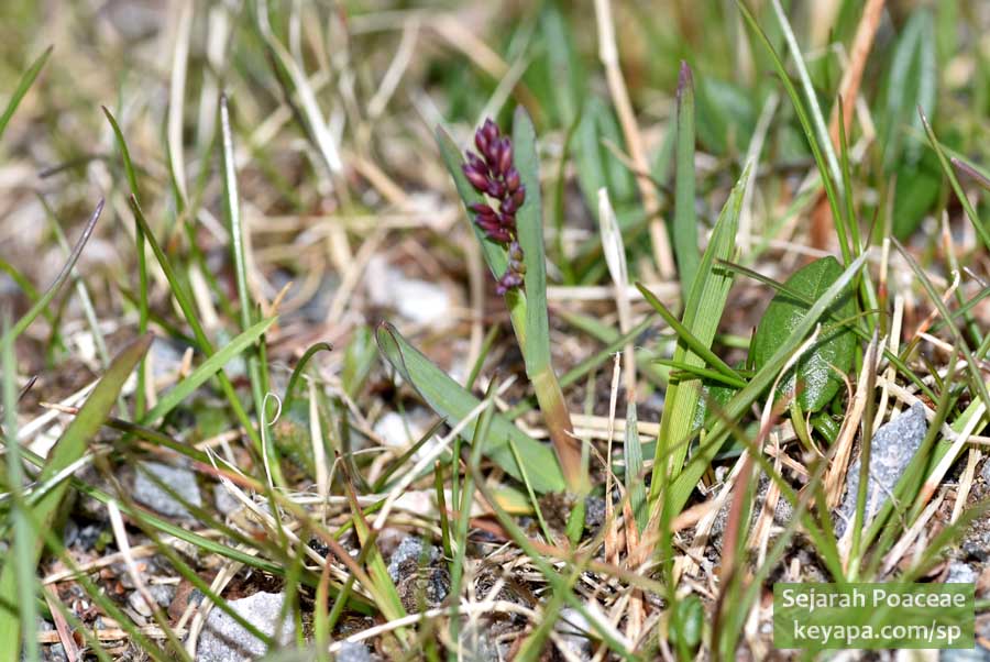 Possibly Poa sp in the grassy islands of Nordkapp (North Cape).