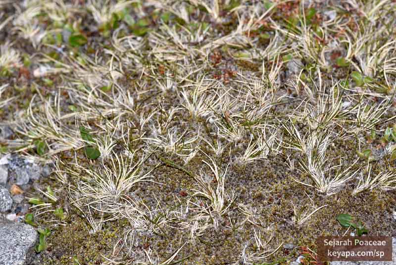 Still dormant grasses in Grass islands in Nordkapp (North Cape).
