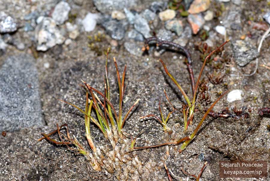 Unknown graminoid plant, perhaps a sedge.