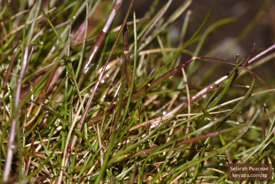 Graminoid plant atop peak of Storfjellet.