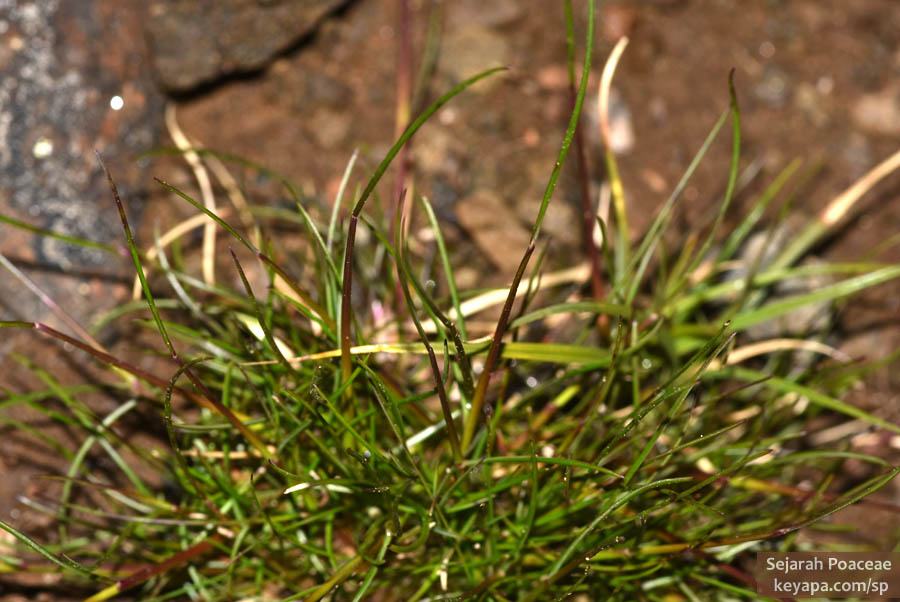 Graminoid plant atop peak of Storfjellet.
