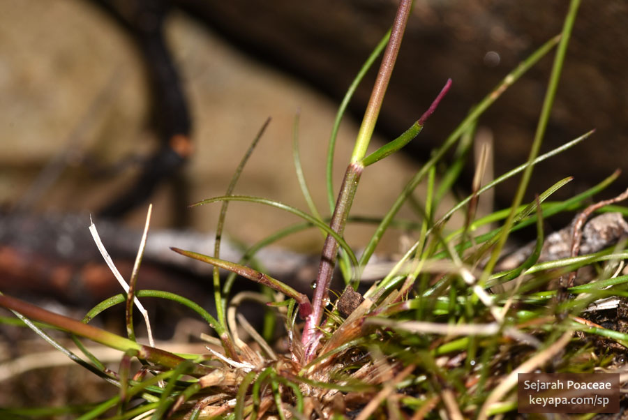 Graminoid plant atop peak of Storfjellet.