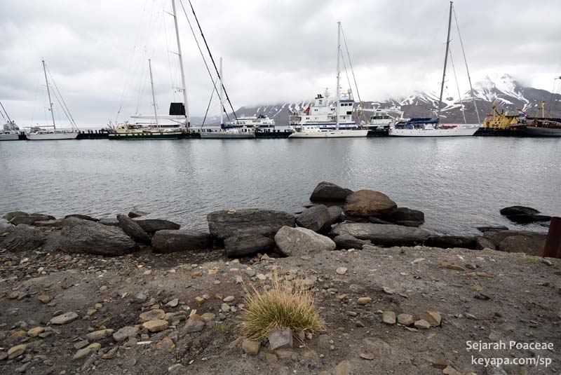 Avenella flexuosa in the port of Longyearbyen, Svalbard.