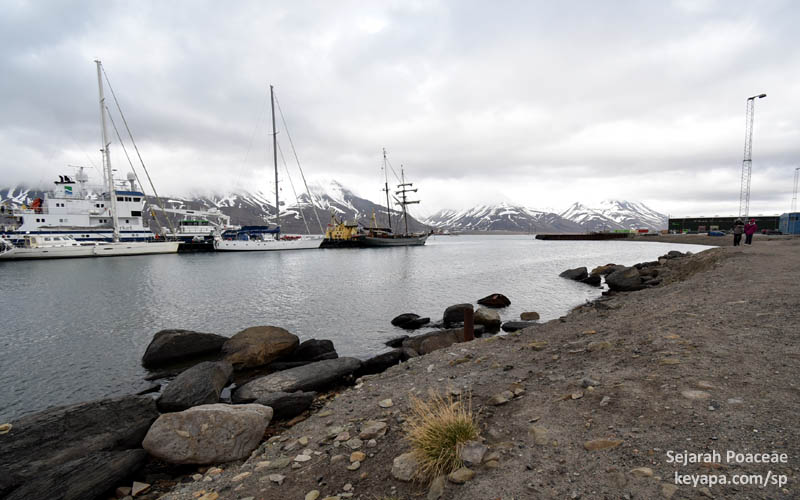 Avenella flexuosa in the port of Longyearbyen, Svalbard.