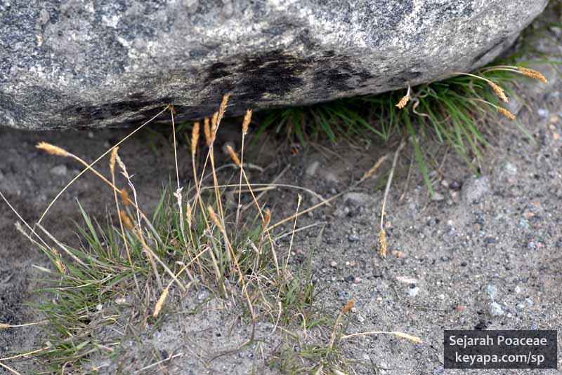 Trisetum spicatum in Longyearbyen, Svalbard.