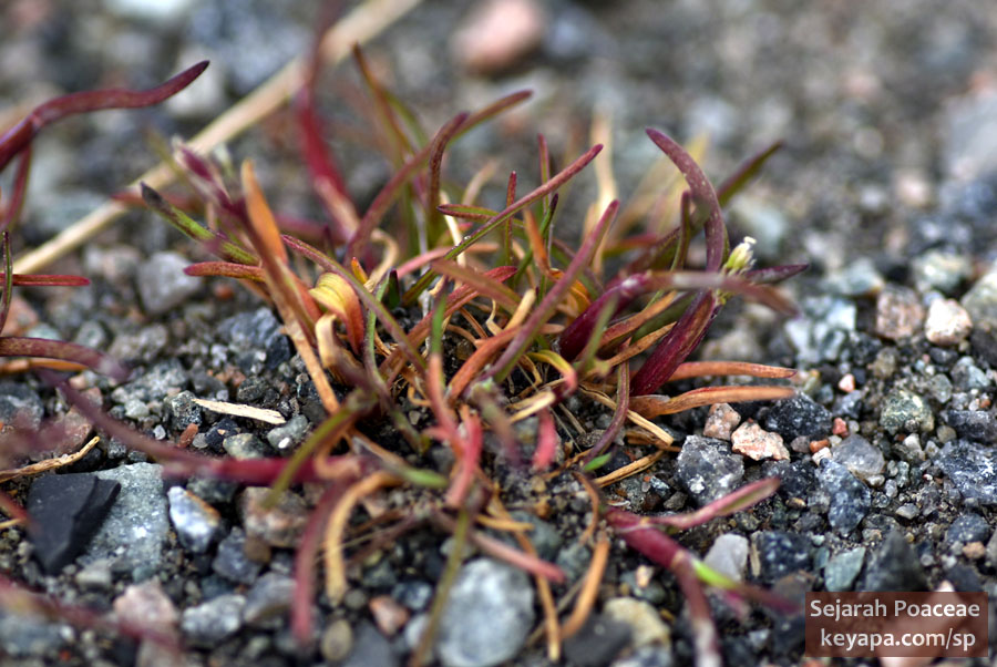 Phippsia algida in Longyearbyen, Svalbard.