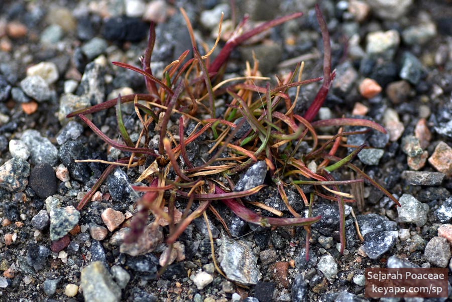 Phippsia algida in Longyearbyen, Svalbard.