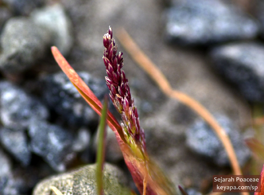 Phippsia algida in Longyearbyen, Svalbard.