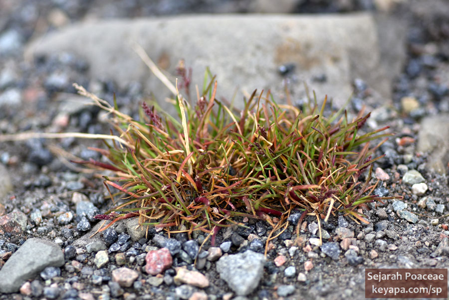 Phippsia algida in Longyearbyen, Svalbard.