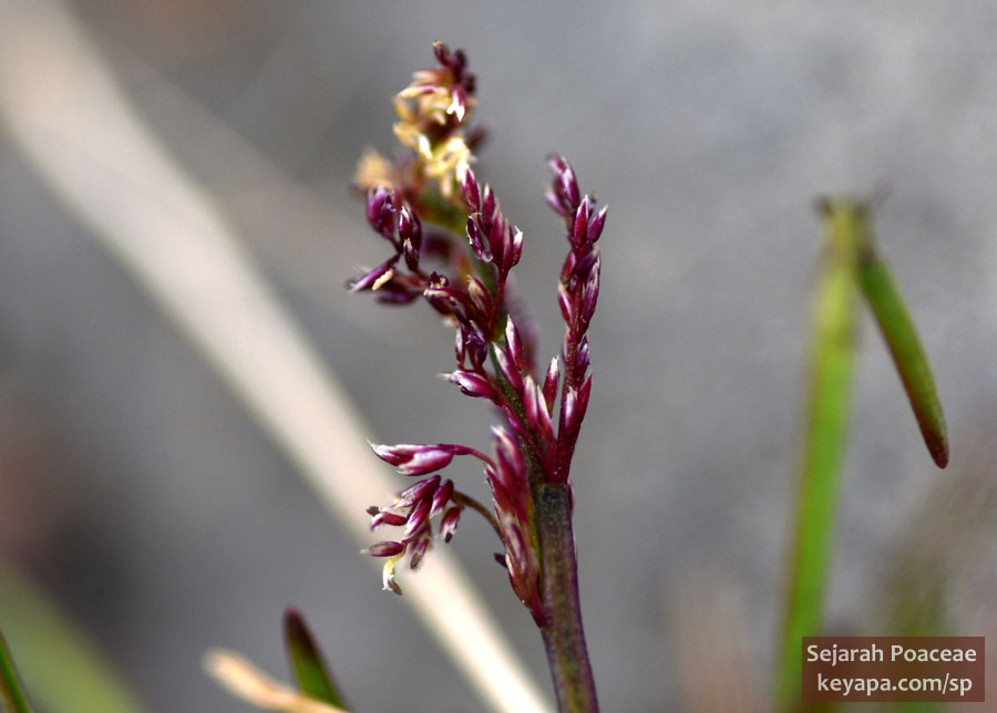 Phippsia algida inflorescence.