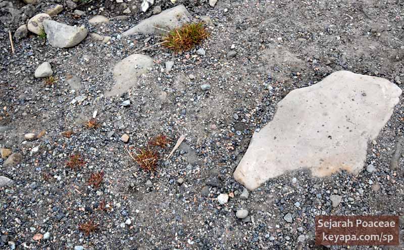 Phippsia algida in Longyearbyen, Svalbard.