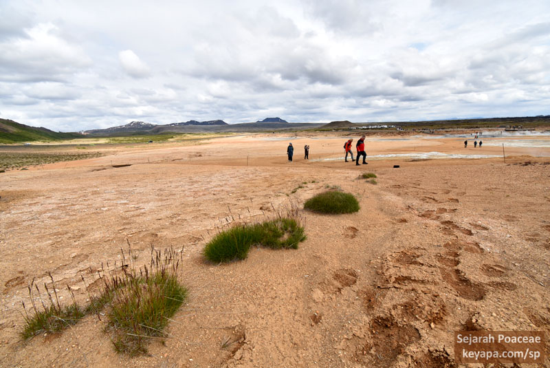 Festuca rubra clusters adorn the volcanic land of Hverir. 