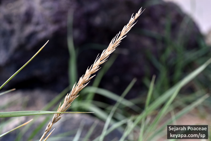 Dried inflorescence of  Leymus arenarius in Hverir.
