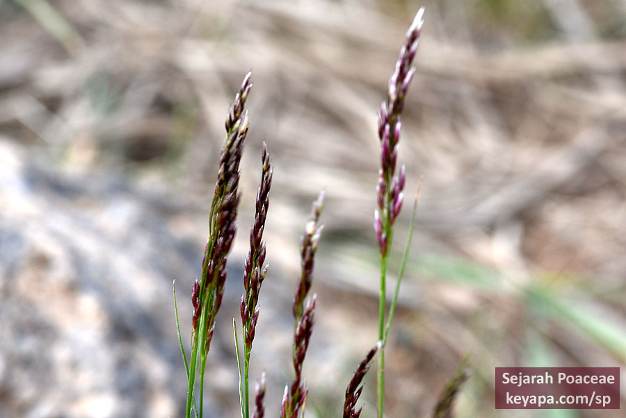 Festuca rubra inflorescence in Hverir. 