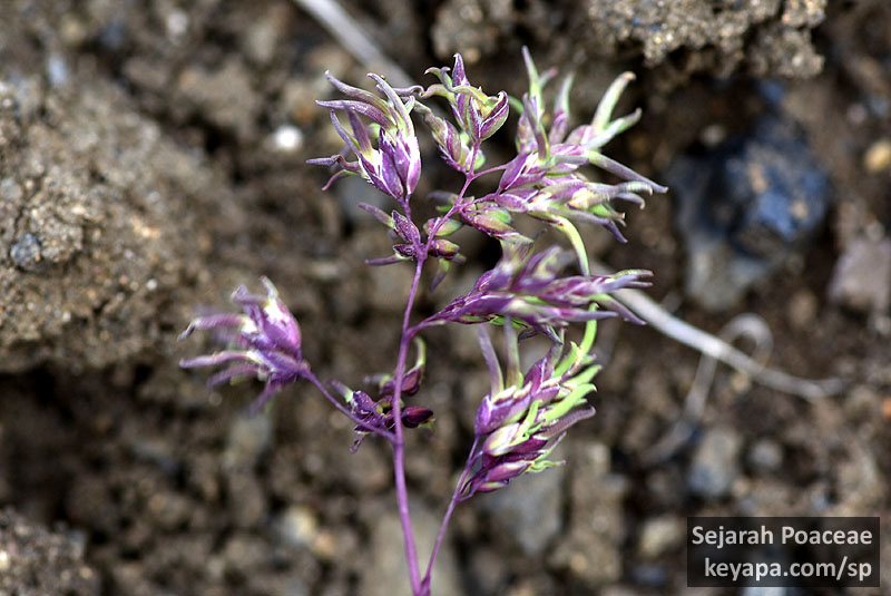 Poa alpina inflorescence in Viti crater, in Krafla volcanic caldera. Note the clonal bulbils rising out of it.